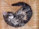 le chat