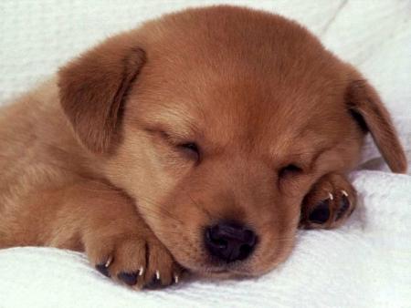 le chien