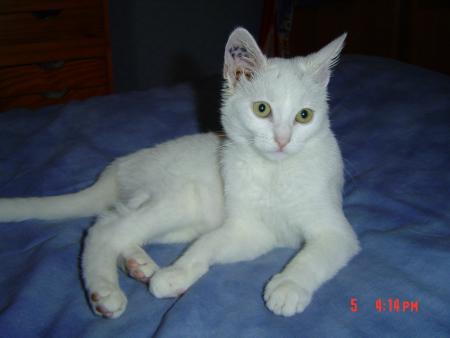 ma  cherie de cat