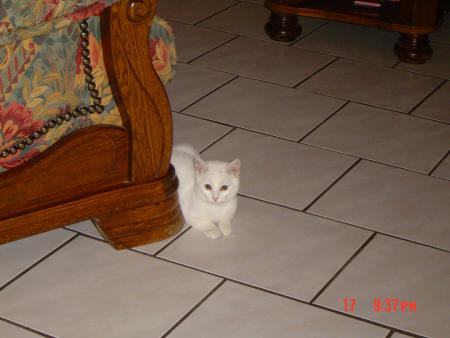 mon cat le diable