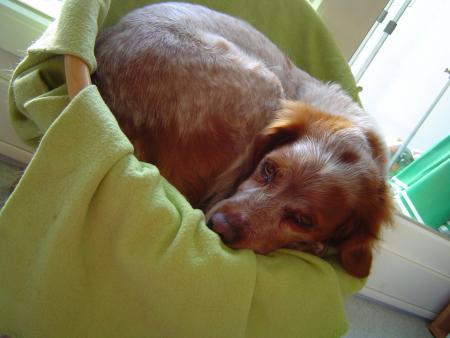 my chiwi